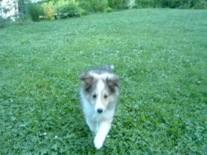 Sheltie Welpe