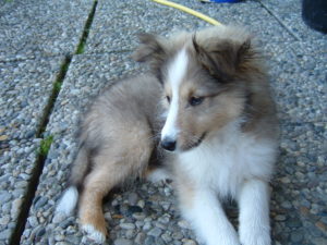 Sheltie Bild Welpe